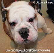 dog auction puppymill puppy mill english bulldog 